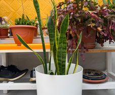 indoor plants