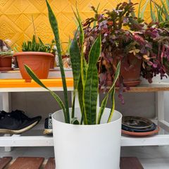 indoor plants