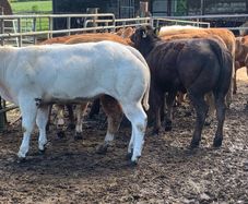 22 charlaois and limousine heifers 315kg