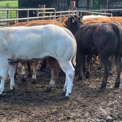22 charlaois and limousine heifers 315kg