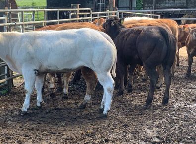 22 charlaois and limousine heifers 315kg