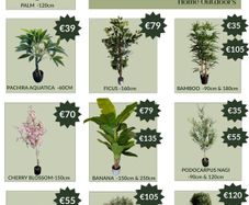 Artificial Plants