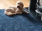 Dog minder Image 4