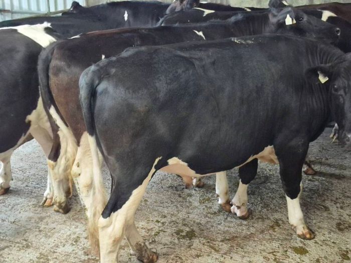 Cattle