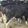 Cattle Image 4