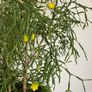 Cactus for sale -Hatiora salicornioides Britton & Rose Image 3