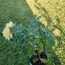 Rose plant Image 2