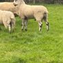 Rams Image 6
