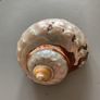 Shell Image 2