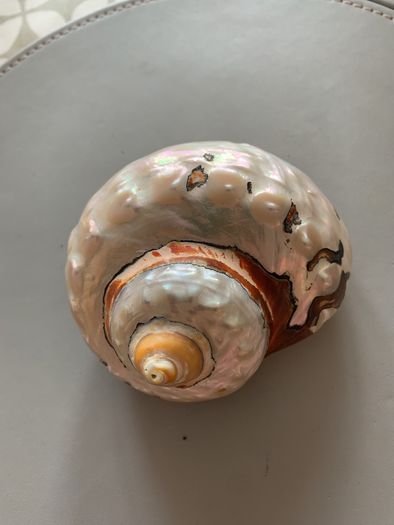 Shell