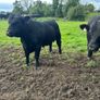 Pedigree Angus Bulls Image 5