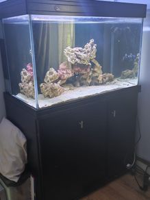 betta lifespace