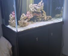 betta lifespace