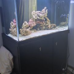 betta lifespace