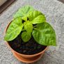 Carolina Reaper Chilli Plant Image 6