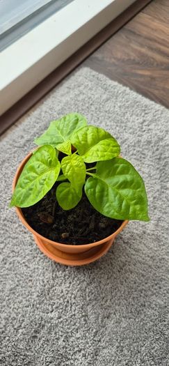 Carolina Reaper Chilli Plant