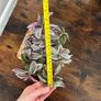tradescantia house plant Image 4