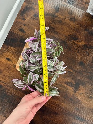 tradescantia house plant