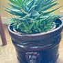 House Plant Image 3