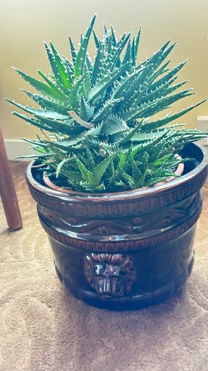 House Plant
