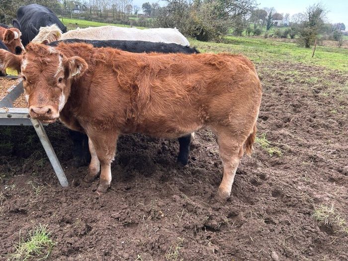Weanling Heifers