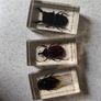 Insects BUGS in resin Image 10