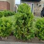 hedges Image 6