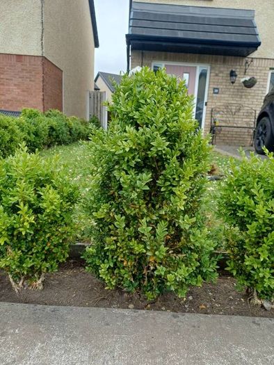 hedges