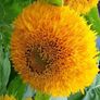 (S) Sunflower Teddy Bear seeds 2g (414536) Image 2