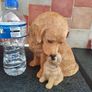 Golden retriever and pup dog  ornament Image 2