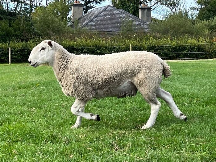 Blue Leicester Hogget