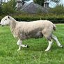 Blue Leicester Hogget Image 6