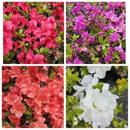 Flowering Plants Weigela