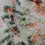 Forest Fern Image 6
