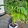 Kentia Palm Image 3