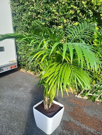 Kentia Palm