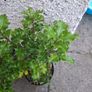 Holly Plants Image 2