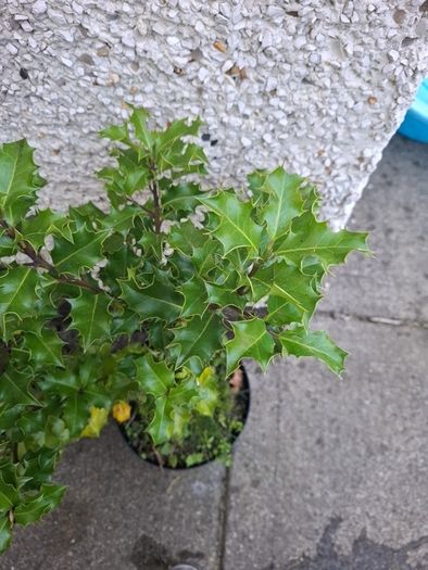 Holly Plants