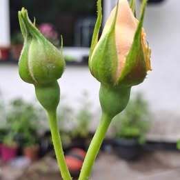 Cluster Orange Rose (Highly fragrant)