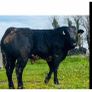 Hybrid Bull  for Sale Image 3