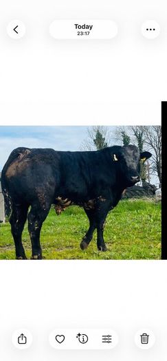 Hybrid Bull  for Sale