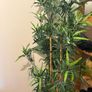 Bamboo plant Image 3