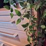 chest of drawers Image 3