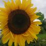 Giant Sunflower Seeds Image 2
