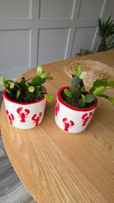 Plantspot