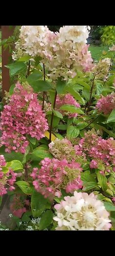 Mature Hydrangea Plant in a Pot