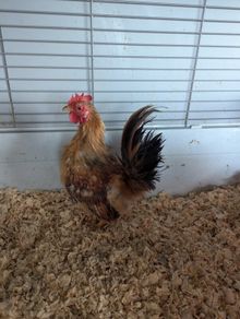 Silkie serama rooster