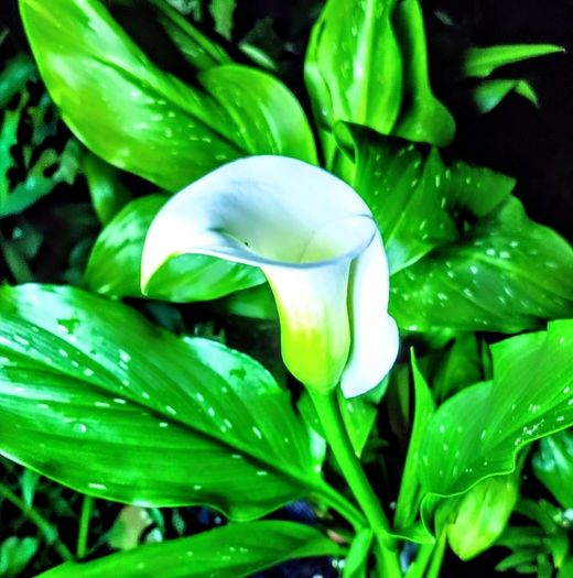 Calla Lily Zantedeschia SALE
