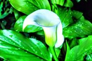 Calla Lily Zantedeschia SALE