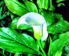 Calla Lily Zantedeschia SALE